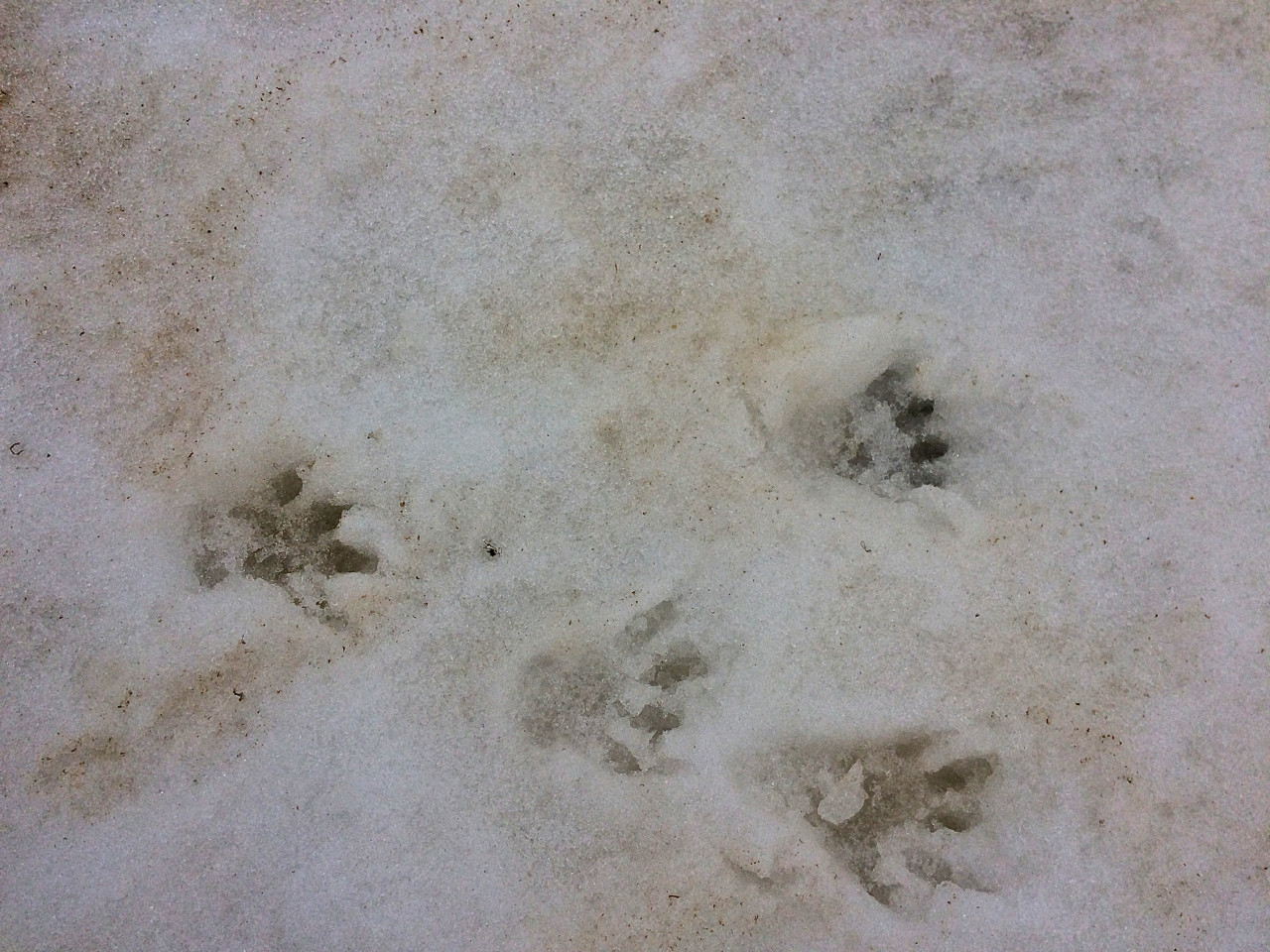 Avec pour seules amies de rencontre les marmottes.