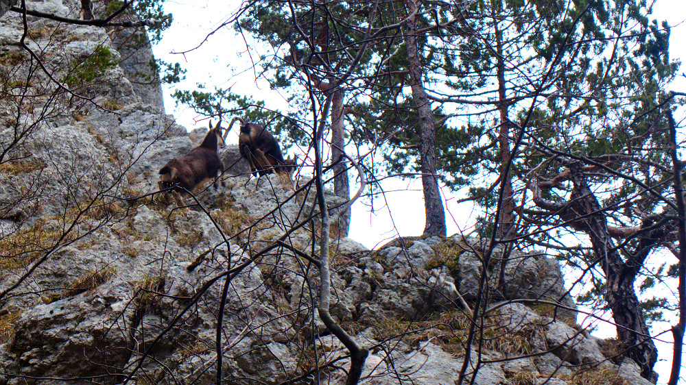Des chamois au départ de l'arête : la sortie est validée avant même de commencer !