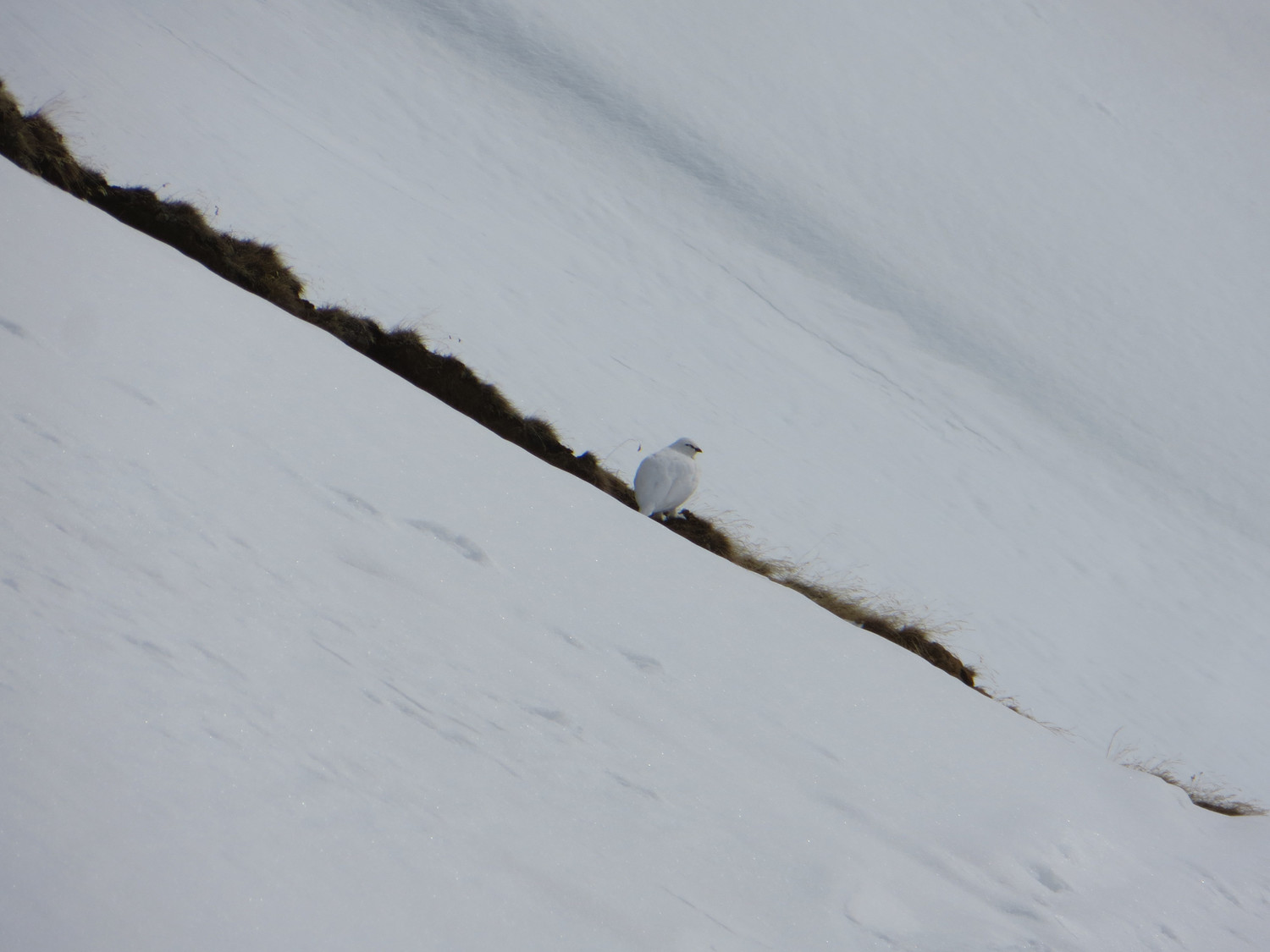 Snow chicken - rock ptarmigan (Lagopus muta)
