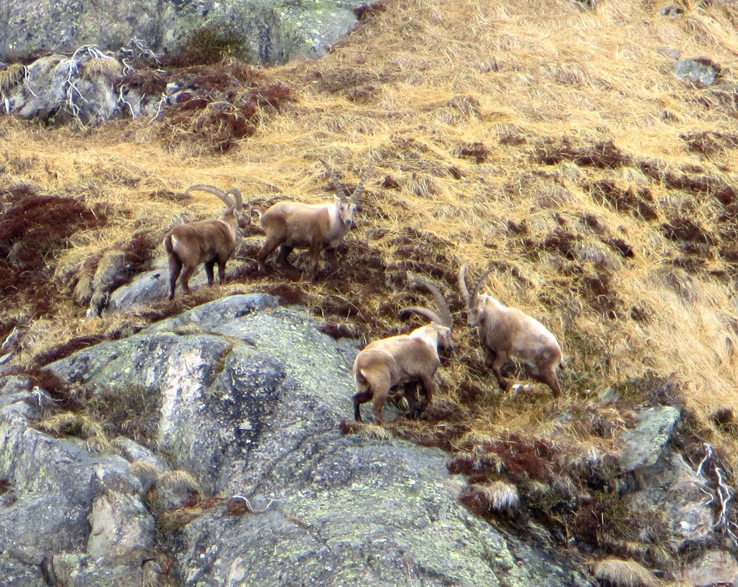 Ibex fighting