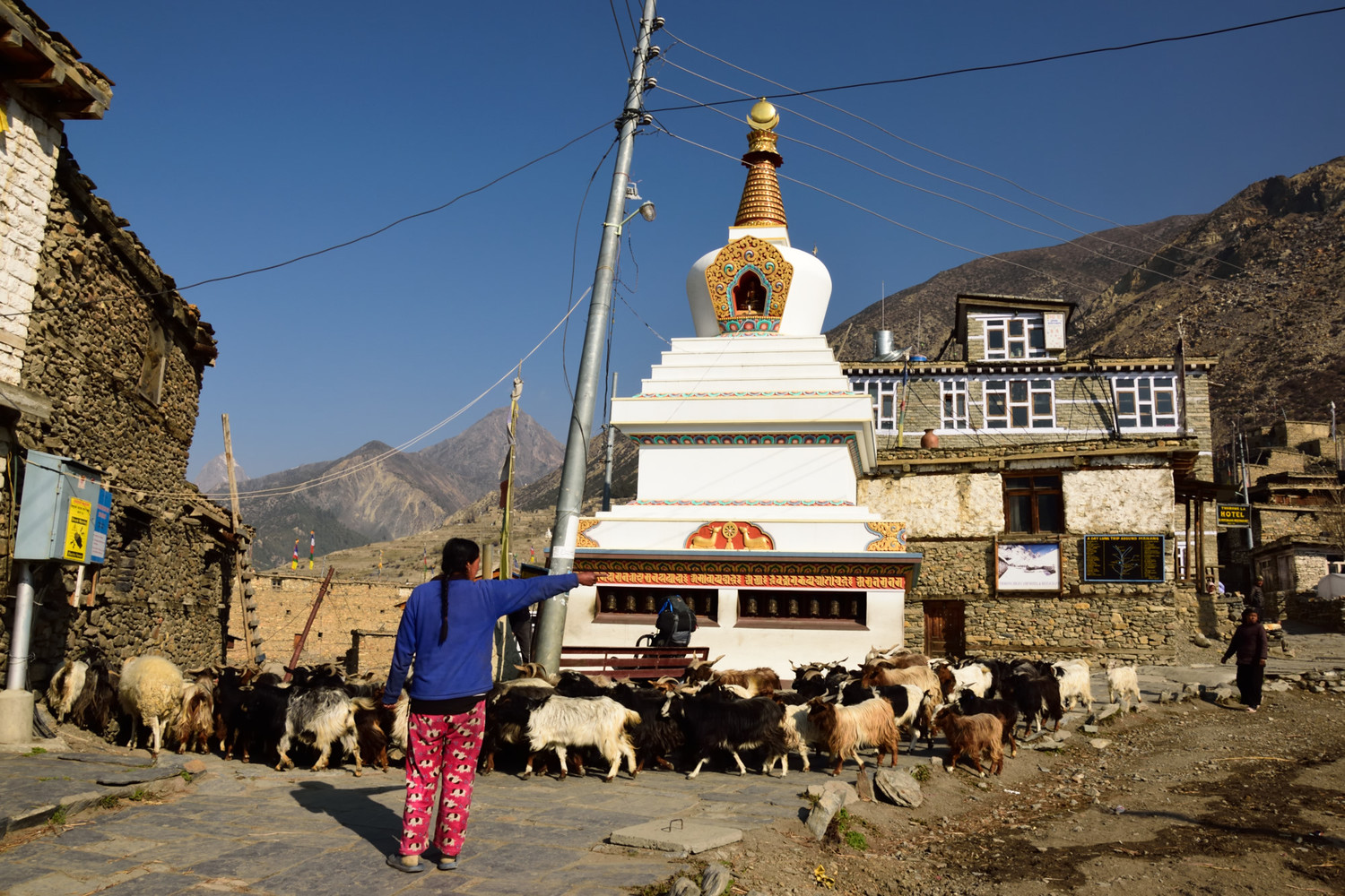 Rush-hours à Manang