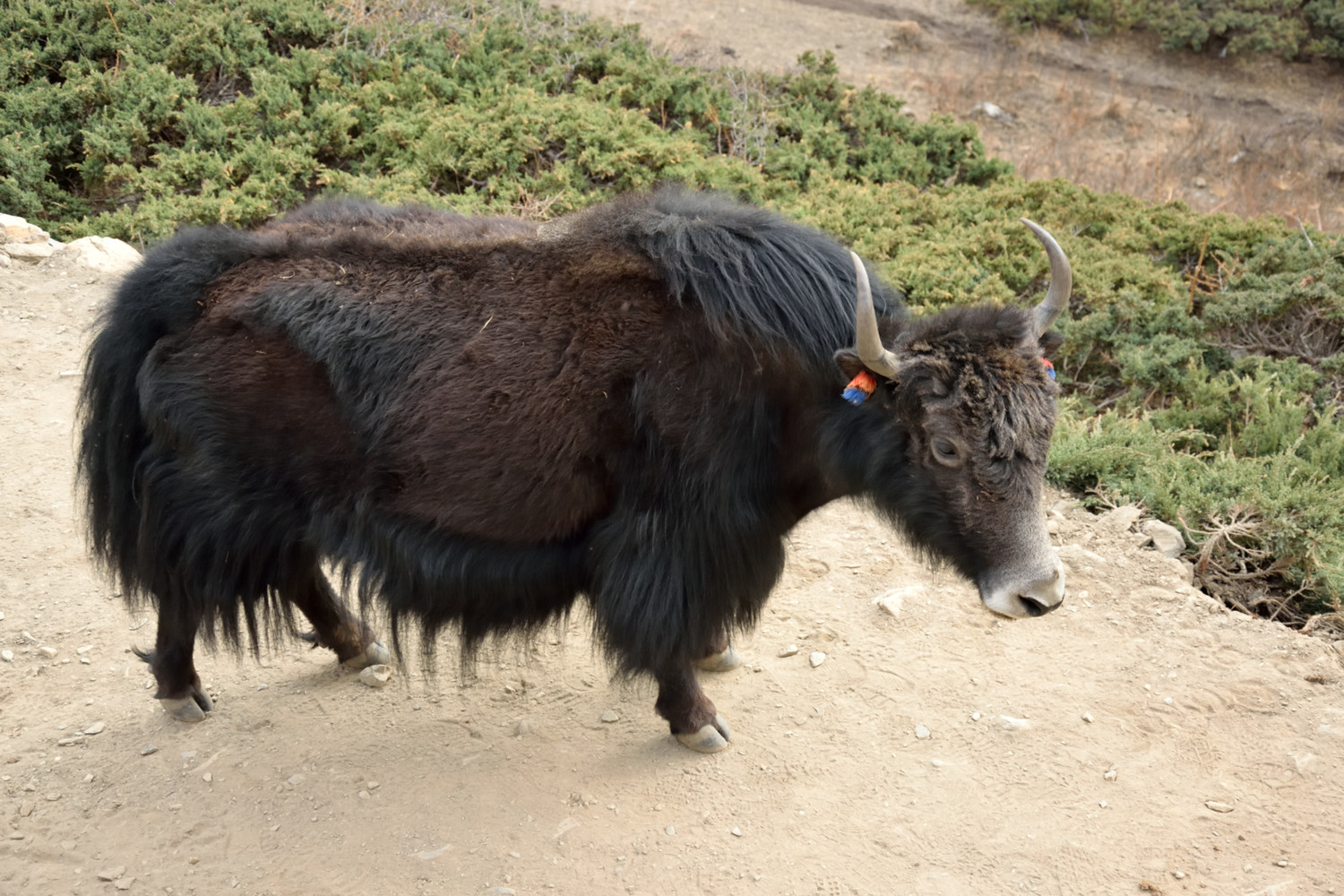 Yak Kharka