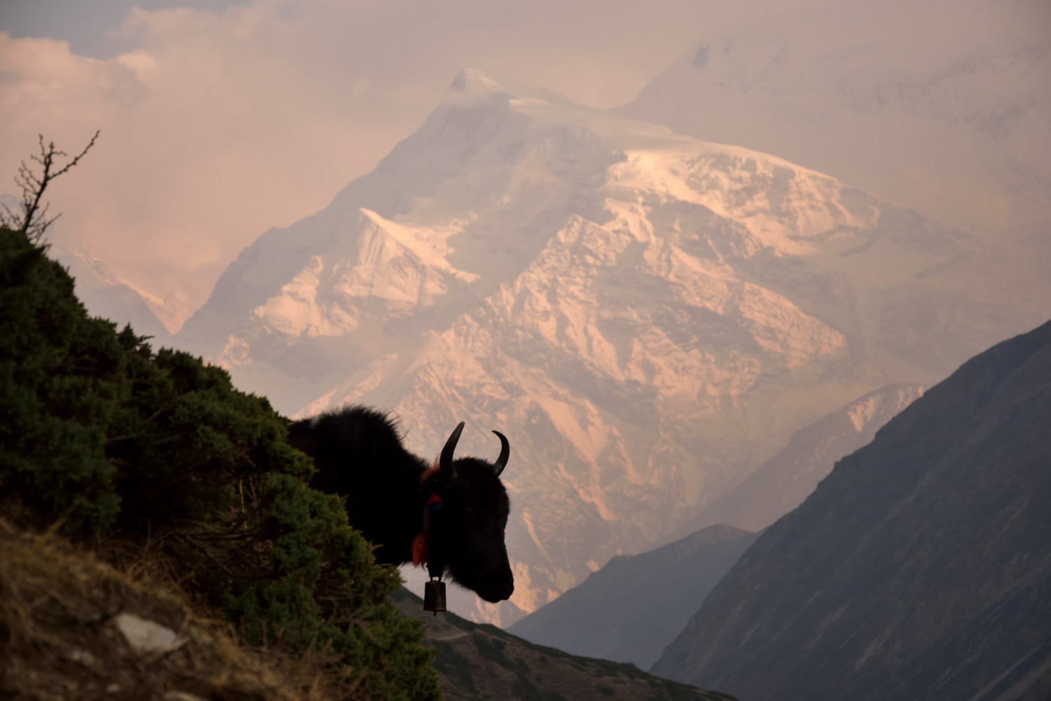 Yak Kharka (4050m)
