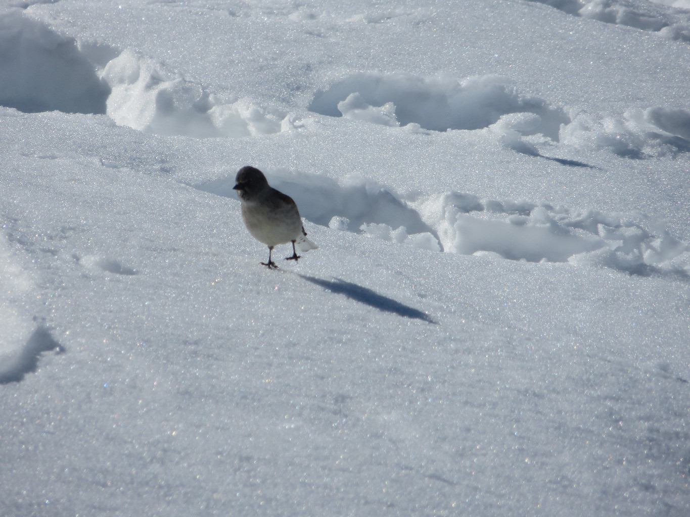 Bird