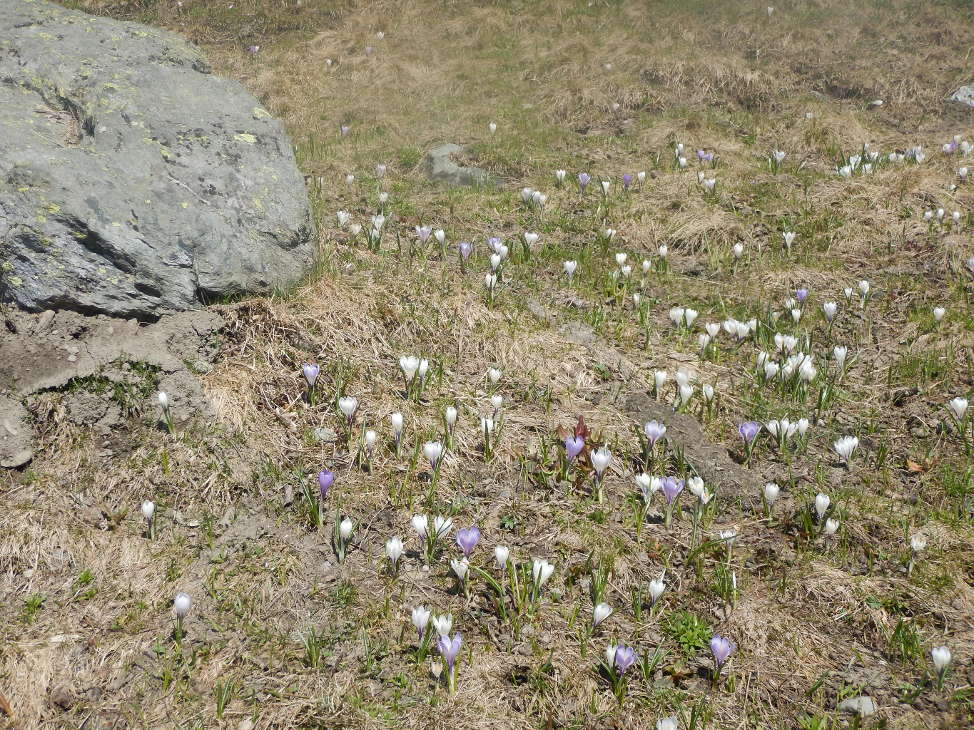 Les fleurs