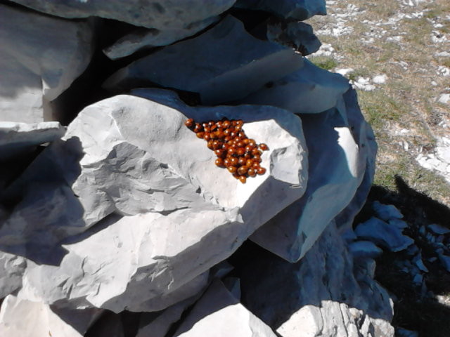 De la couleur avec les coccinnelles...