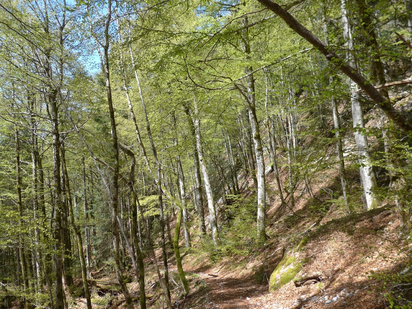 retour au vert
