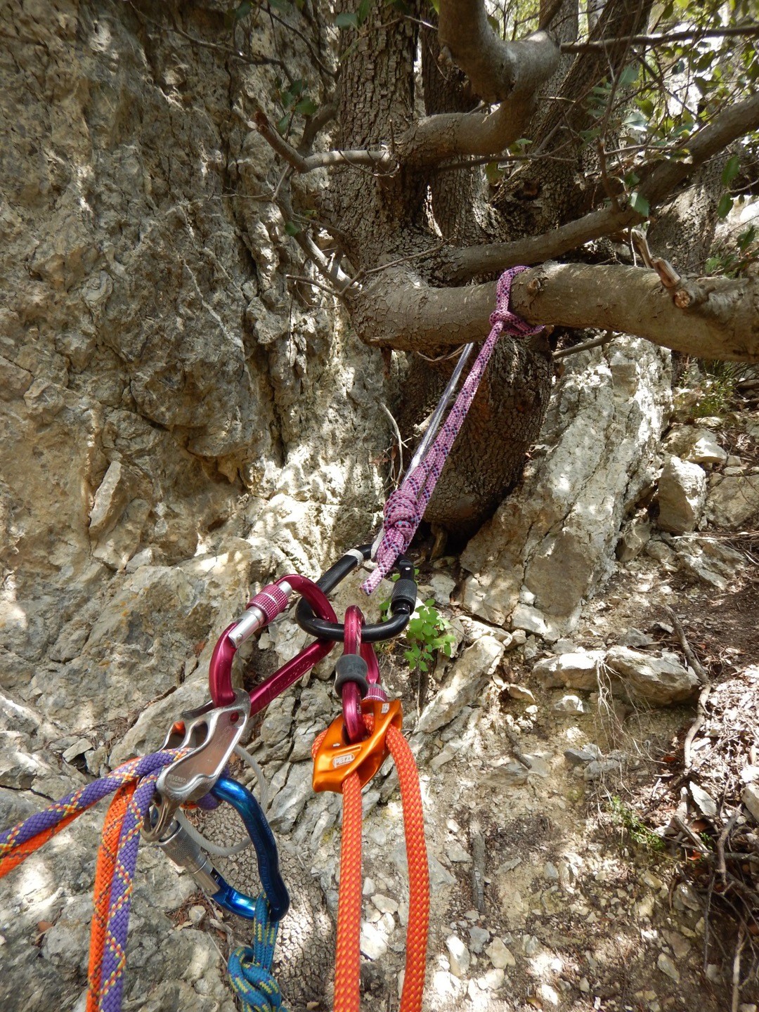 relai sur arbre avant la derniere longeur