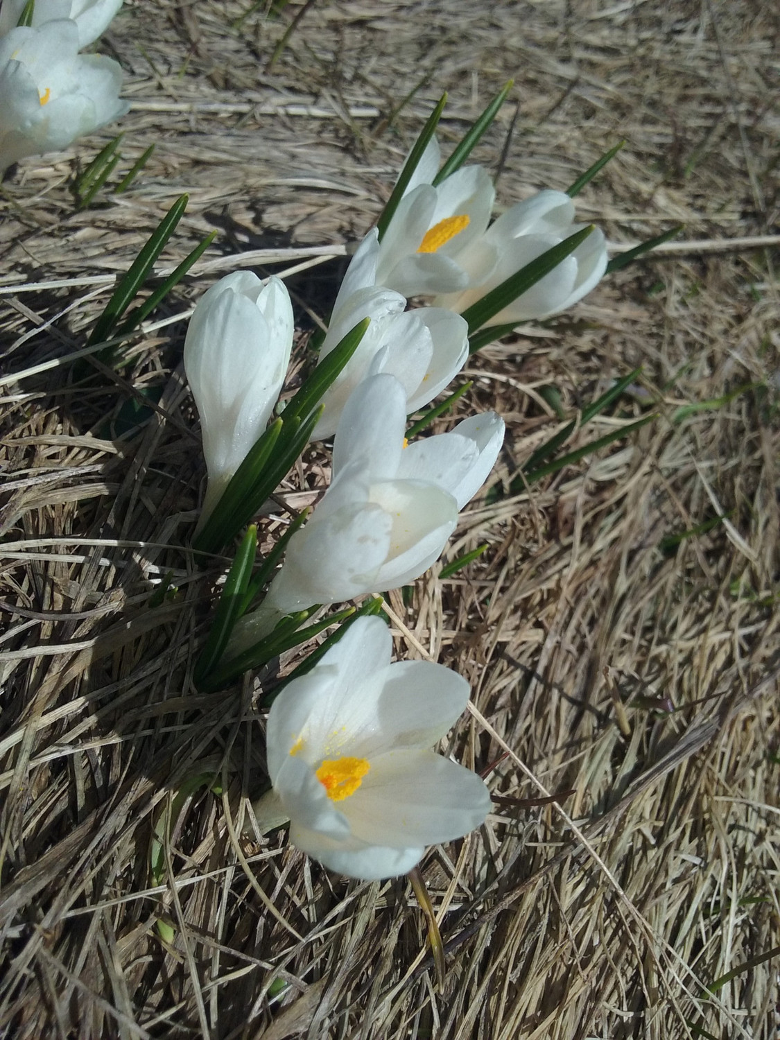Perce-Neiges