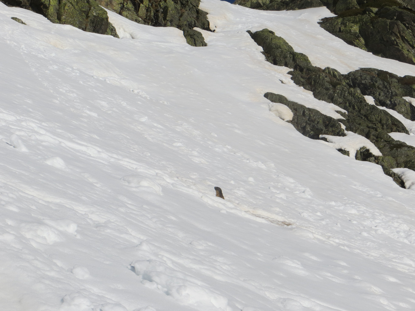 Marmotte des neiges