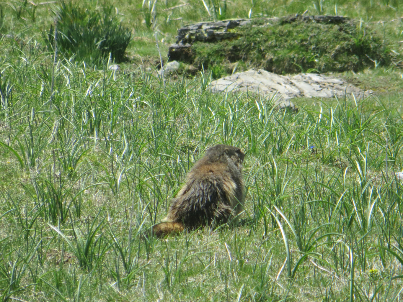 Marmotte des champs