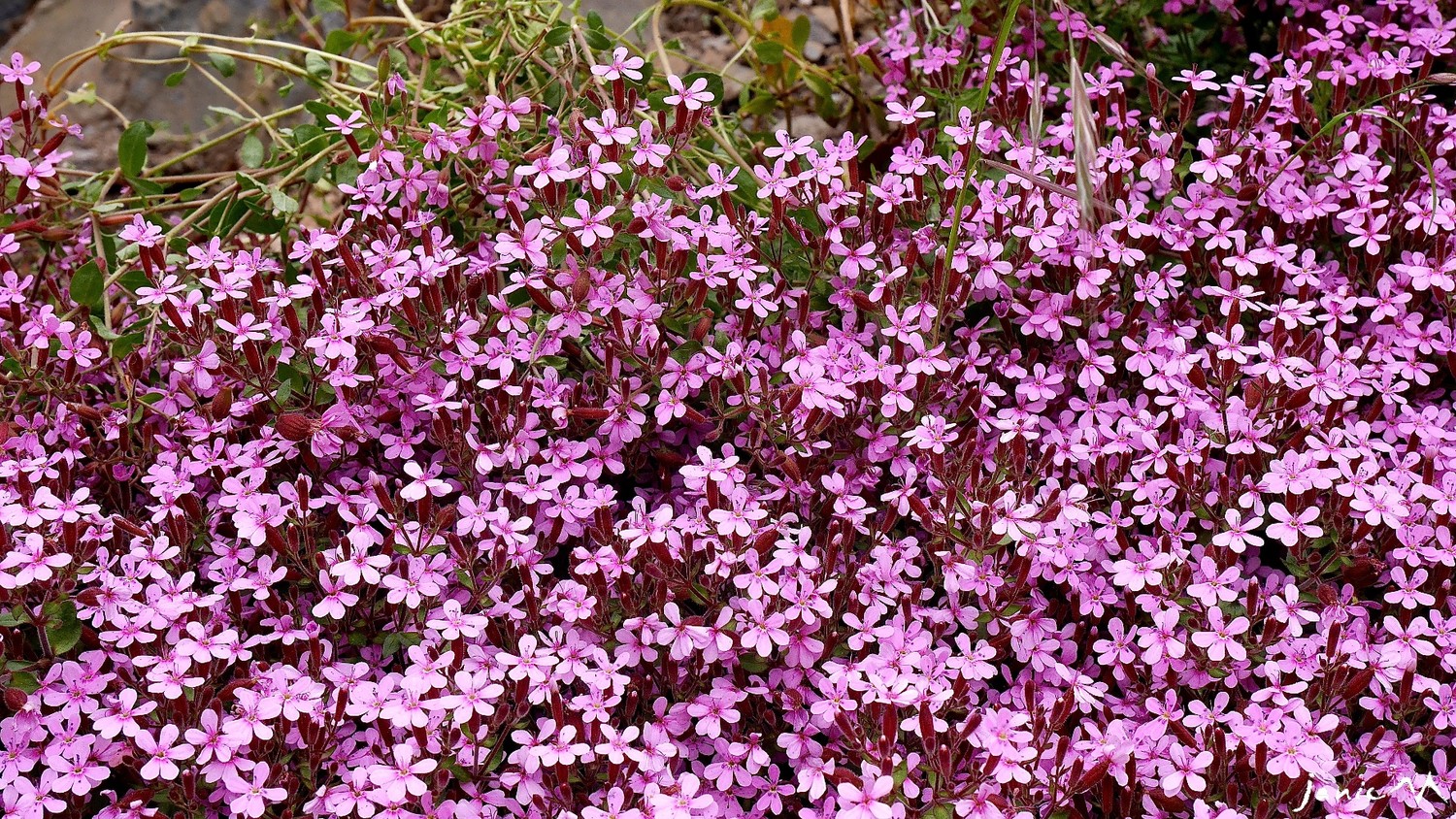Saponaire faux basilic - Coryophyllacées