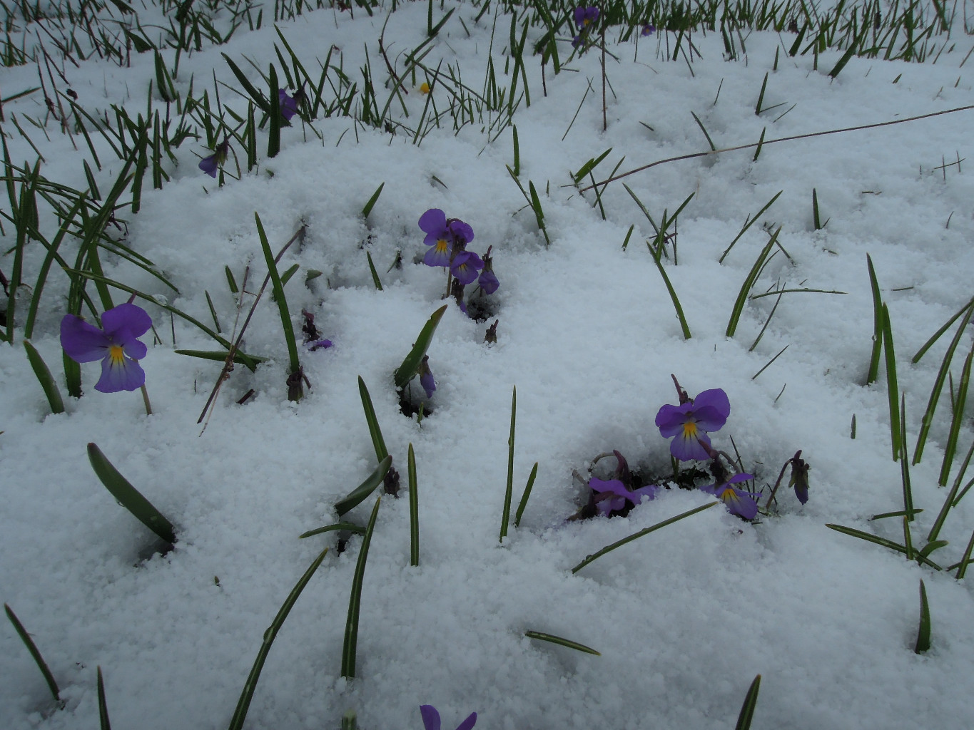 Le printemps à Rieu Claret :)