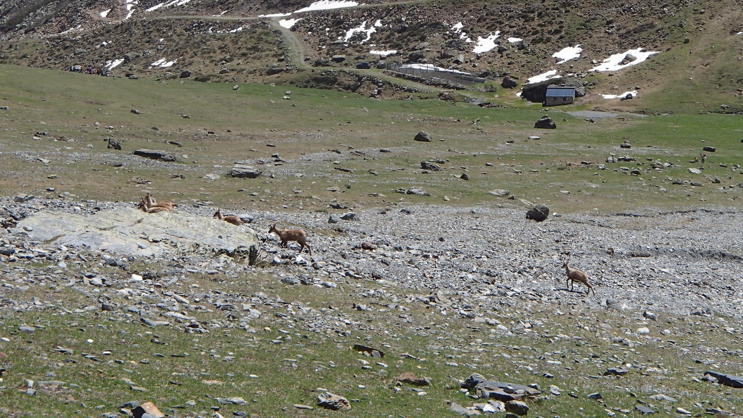 Isards en pagaille