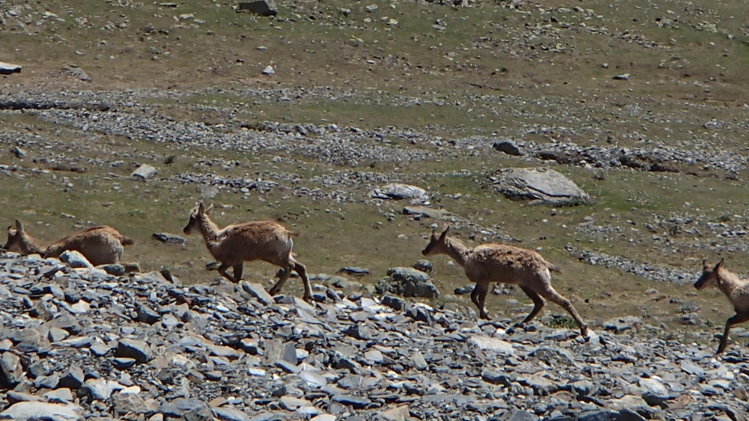 Encore des isards