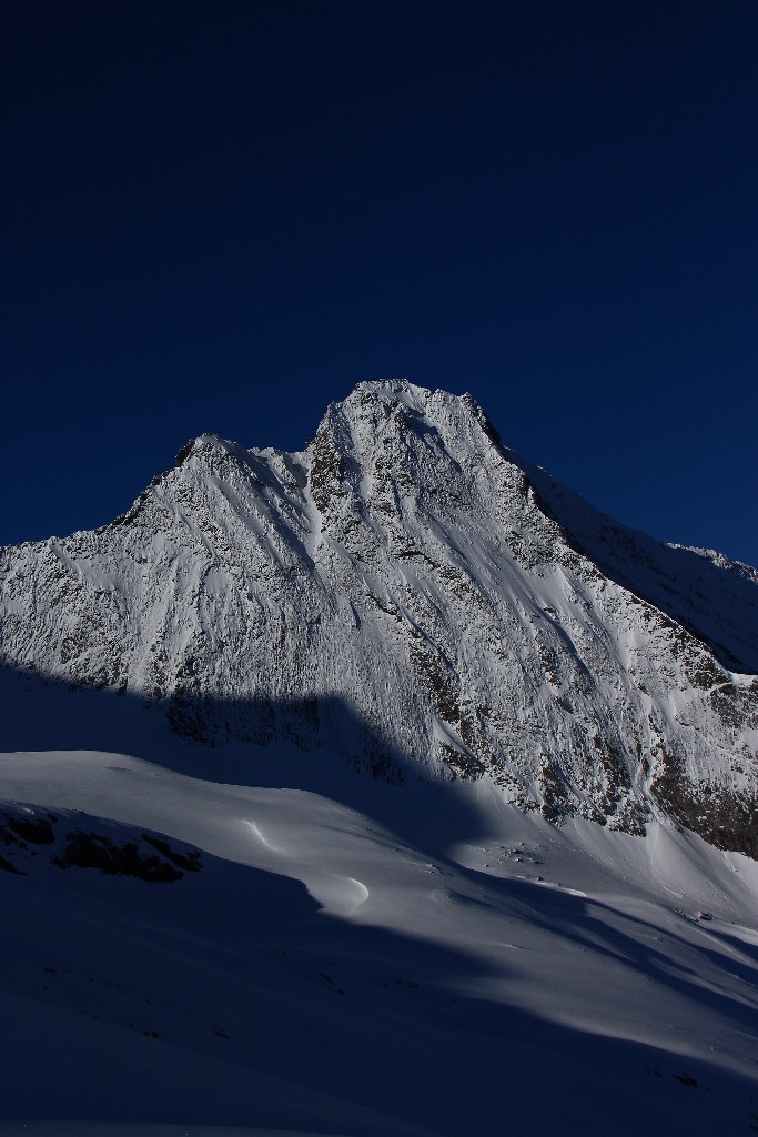 hubschorn patagonico