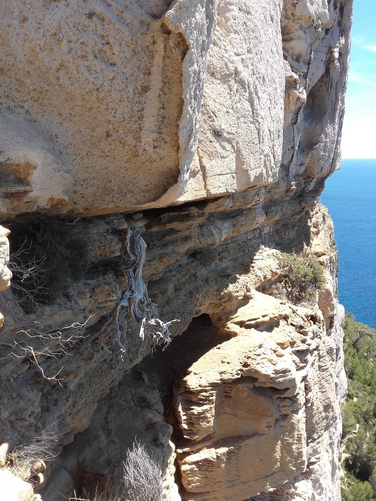 L'arbre de Mathusalem