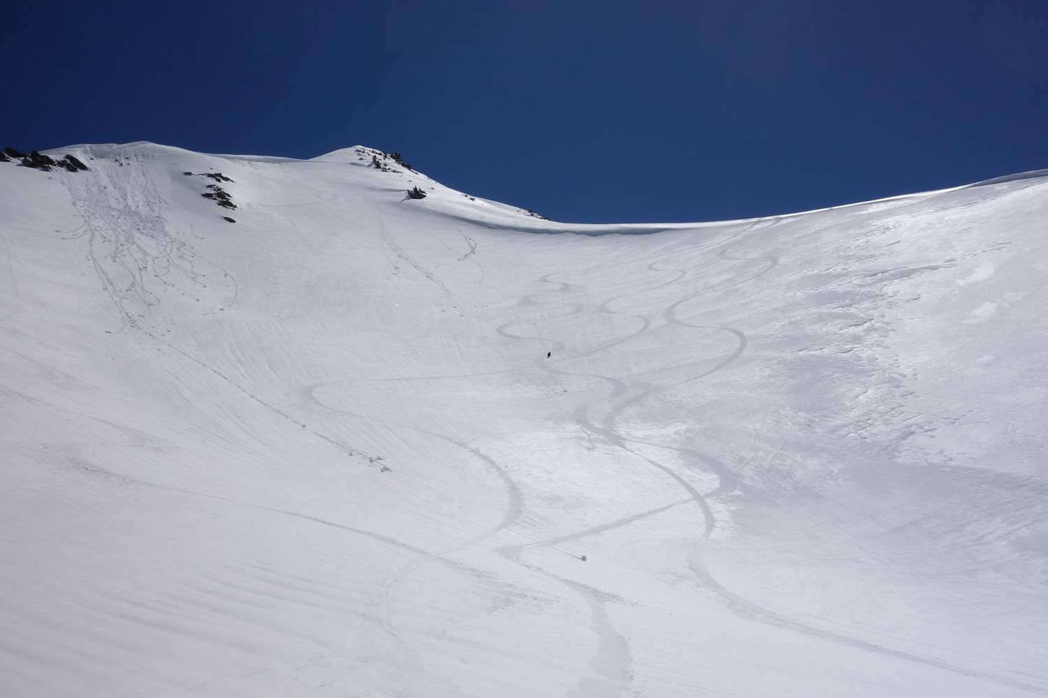 piz Fortunei