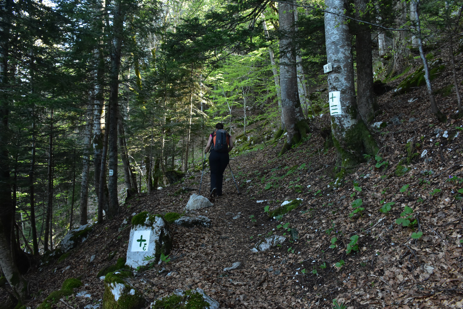 Camí per dins del bosc