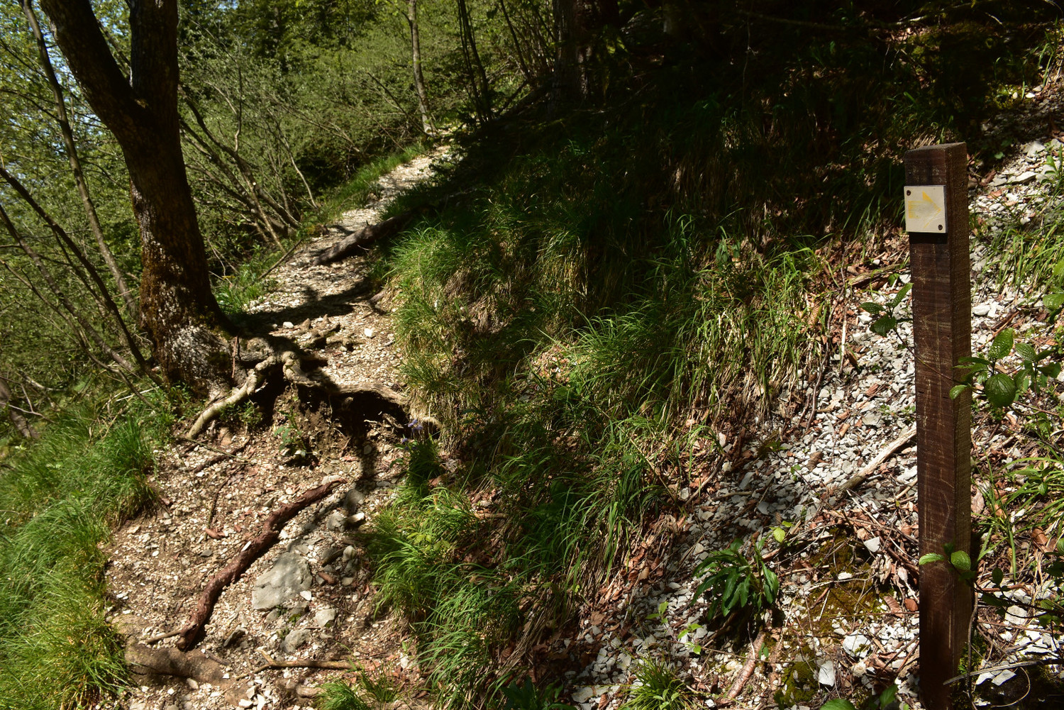 Punt on es separen els camins d'ascens (a l'esquerra) i descens (cap a on marca la fletxa groga)
