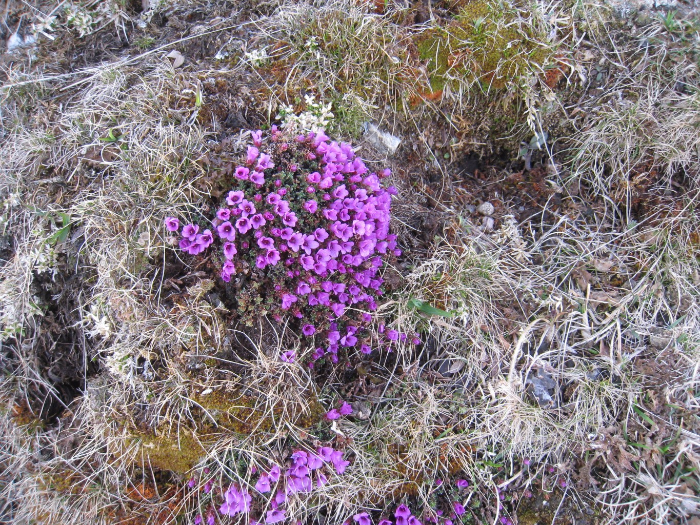 ... le printemps s'installe - Pte 2370m