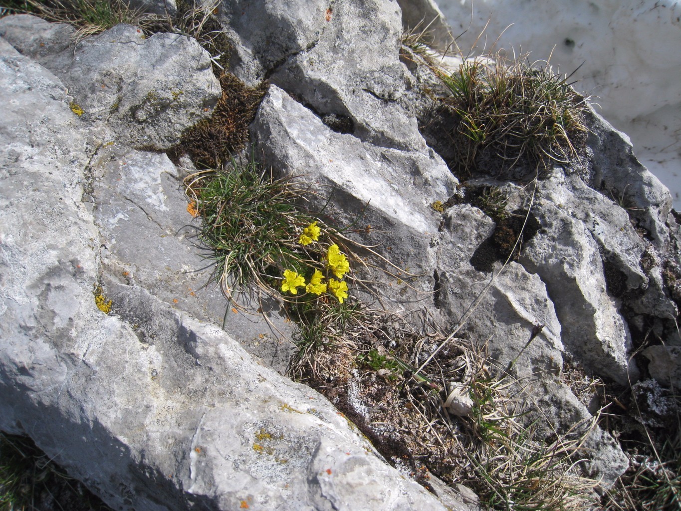 petites fleurs, en montant à l'aig des Calvaires