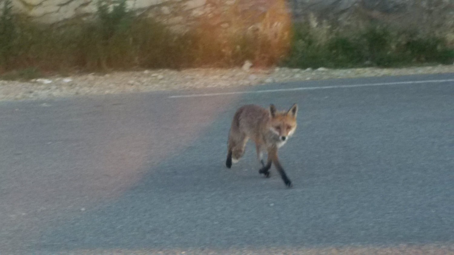 une renard à Canaille ?