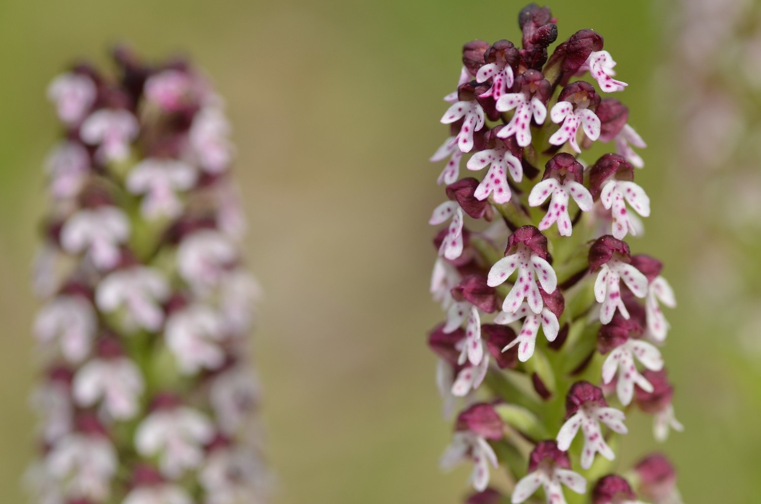 Orchis brulé