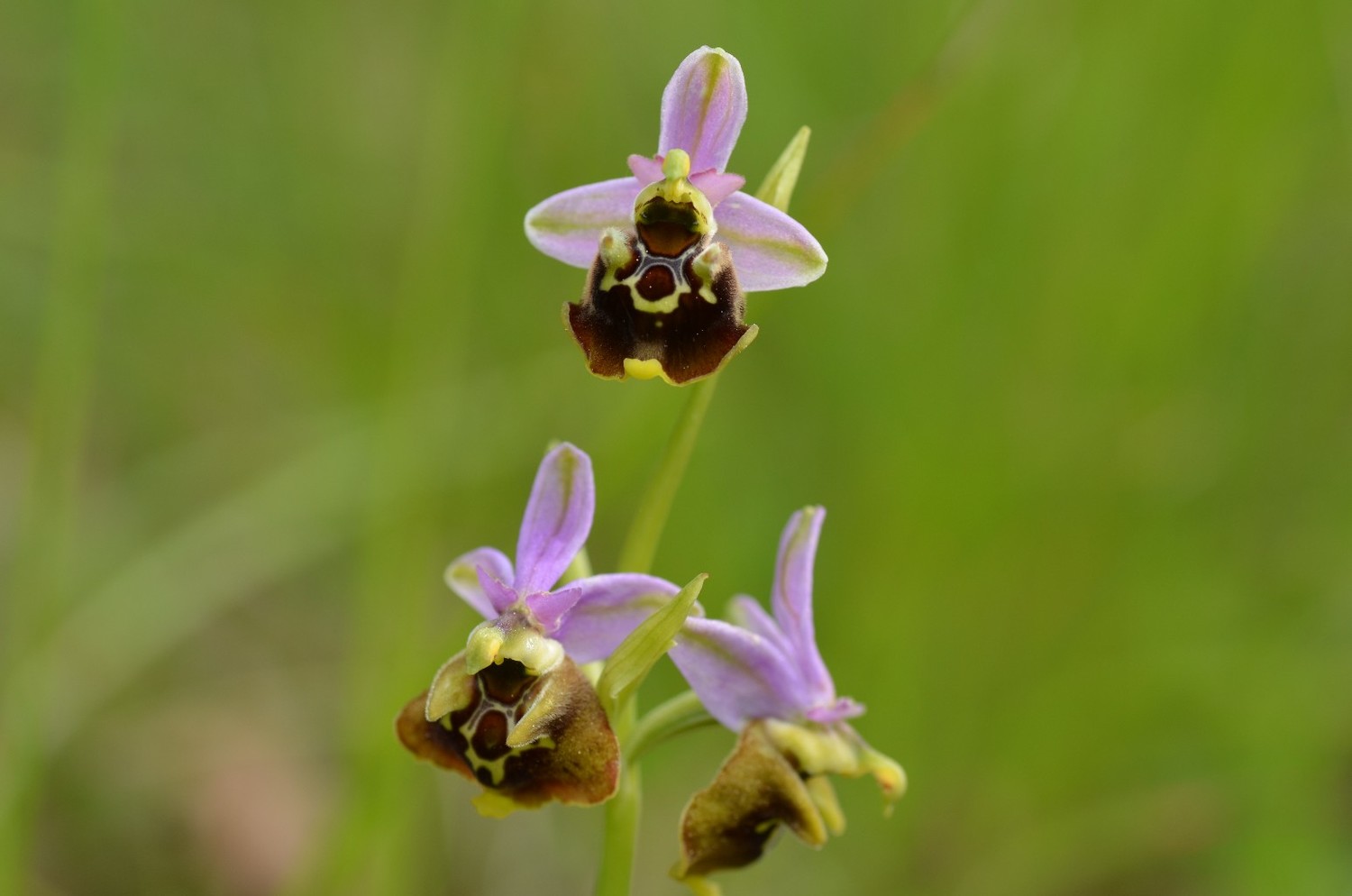 Ophrys fuciflora