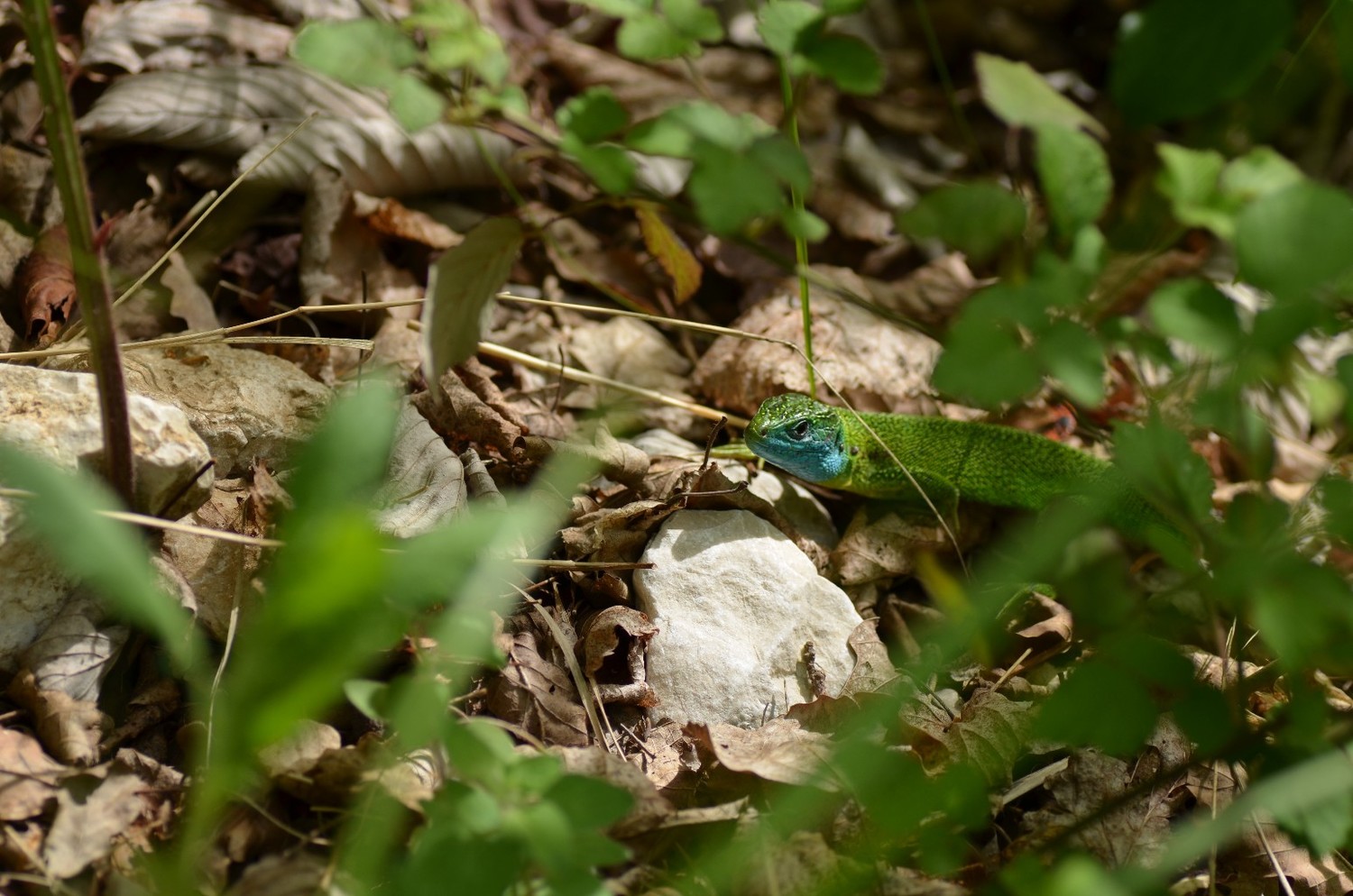 lezard vert male
