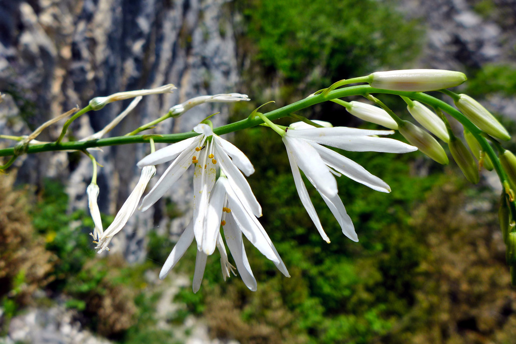Phalangère à fleurs de lis