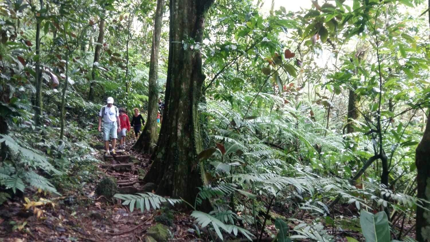 Dans la forêt de mape
