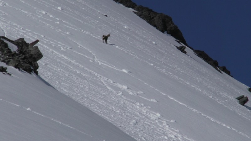 Bizarre ce chamois à ces hauteurs (2500m.)