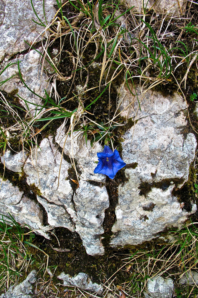 Des gentianes à profusion
