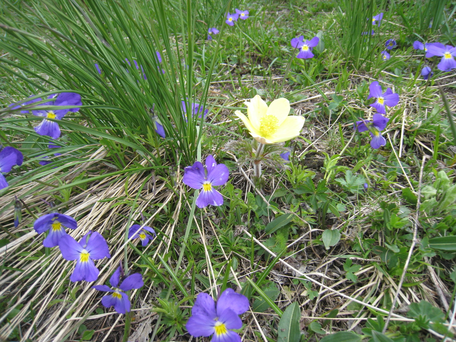 le printemps s'installe - col du Mont