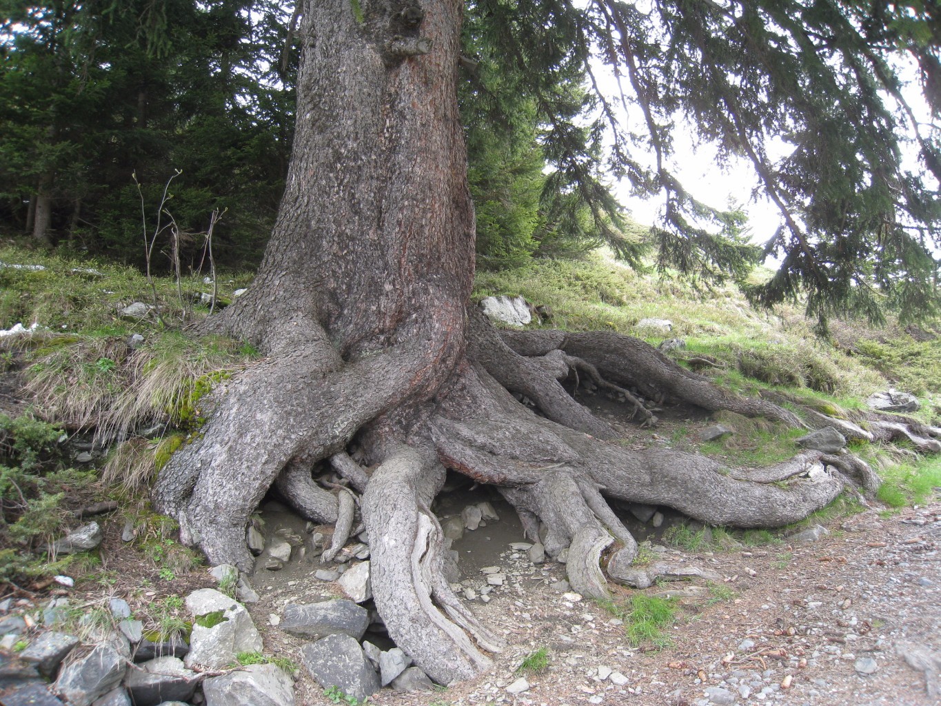épicéa bien "ancré" - col du Mont