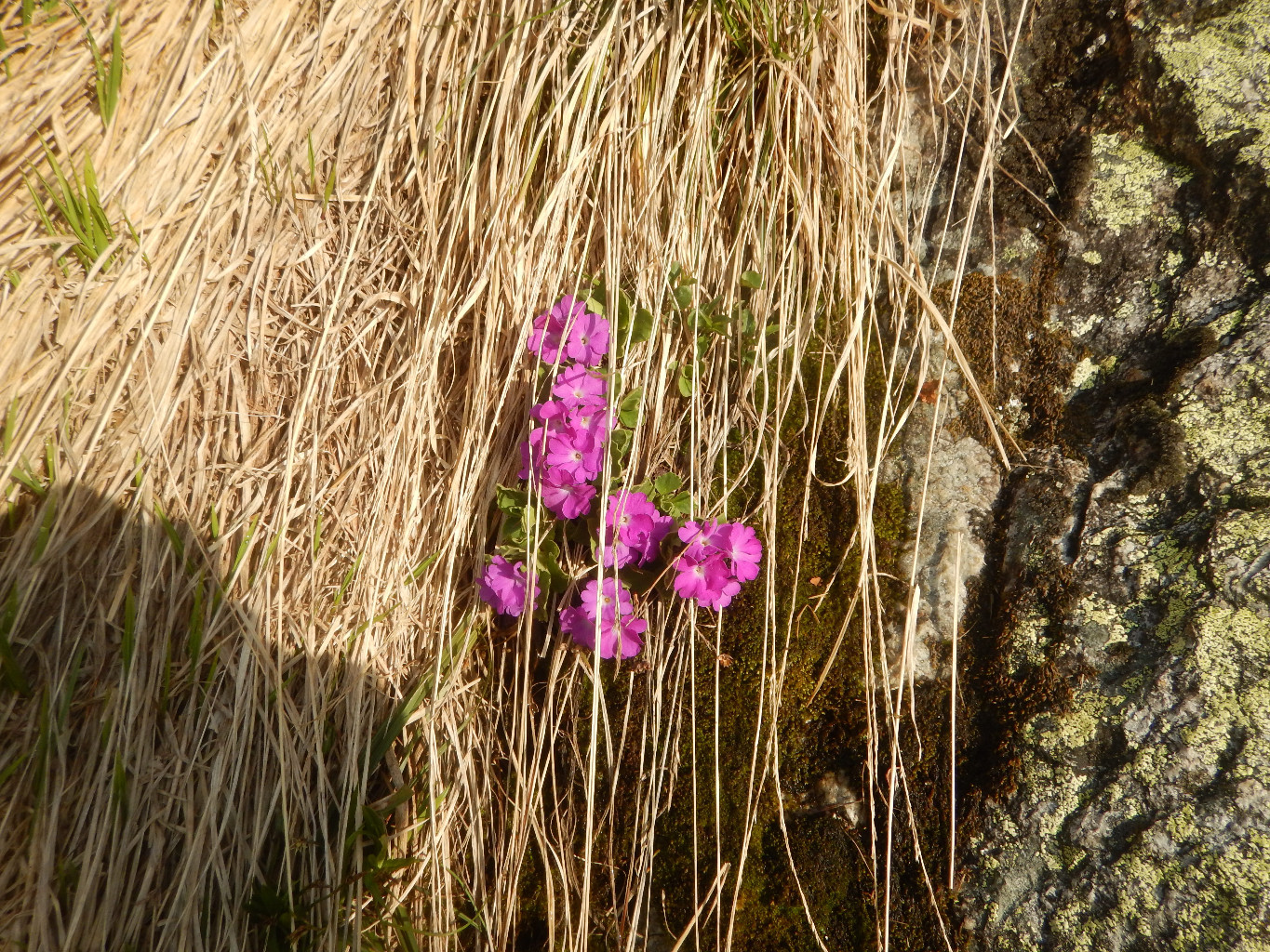 Fleurs