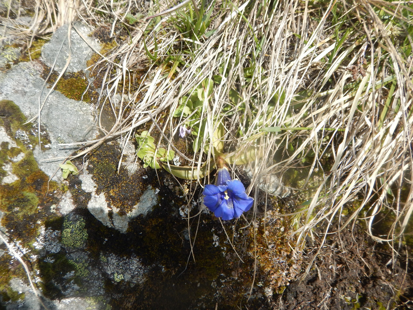 Fleur de gentianne