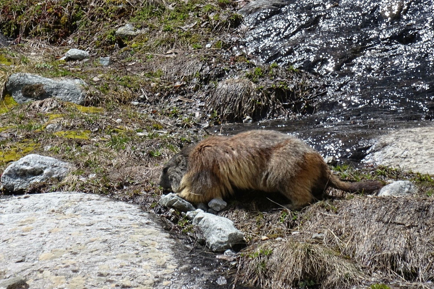 Marmotte sur le replat sous le glacier blanc