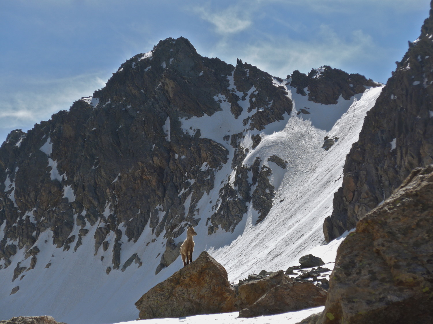 Un chamois me montre mon prochain objectif.