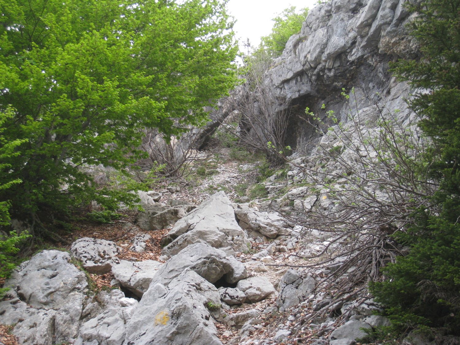 à la sortie du forêt - Mt Lachat