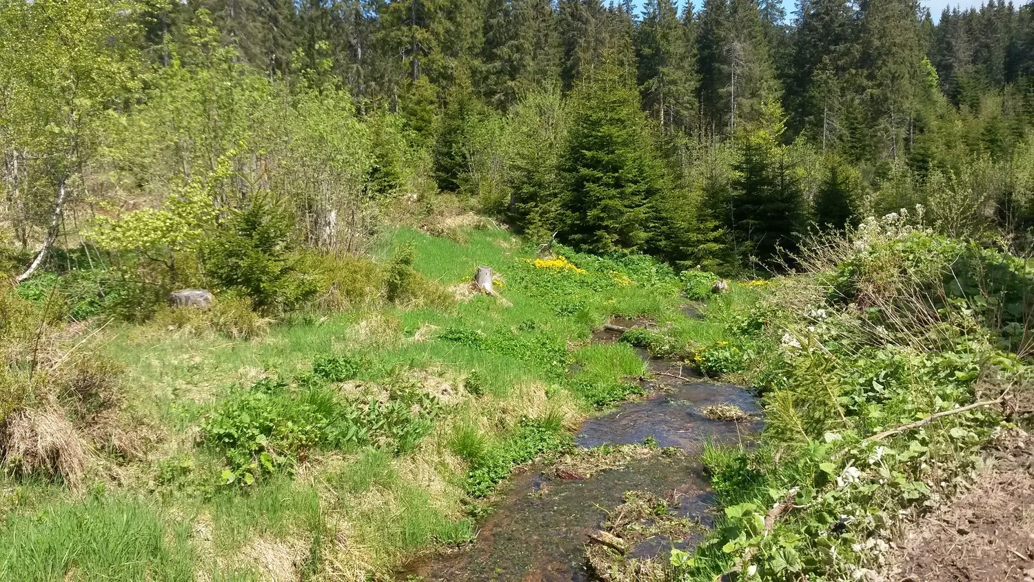 Entre le Belchen et le Wiederneck