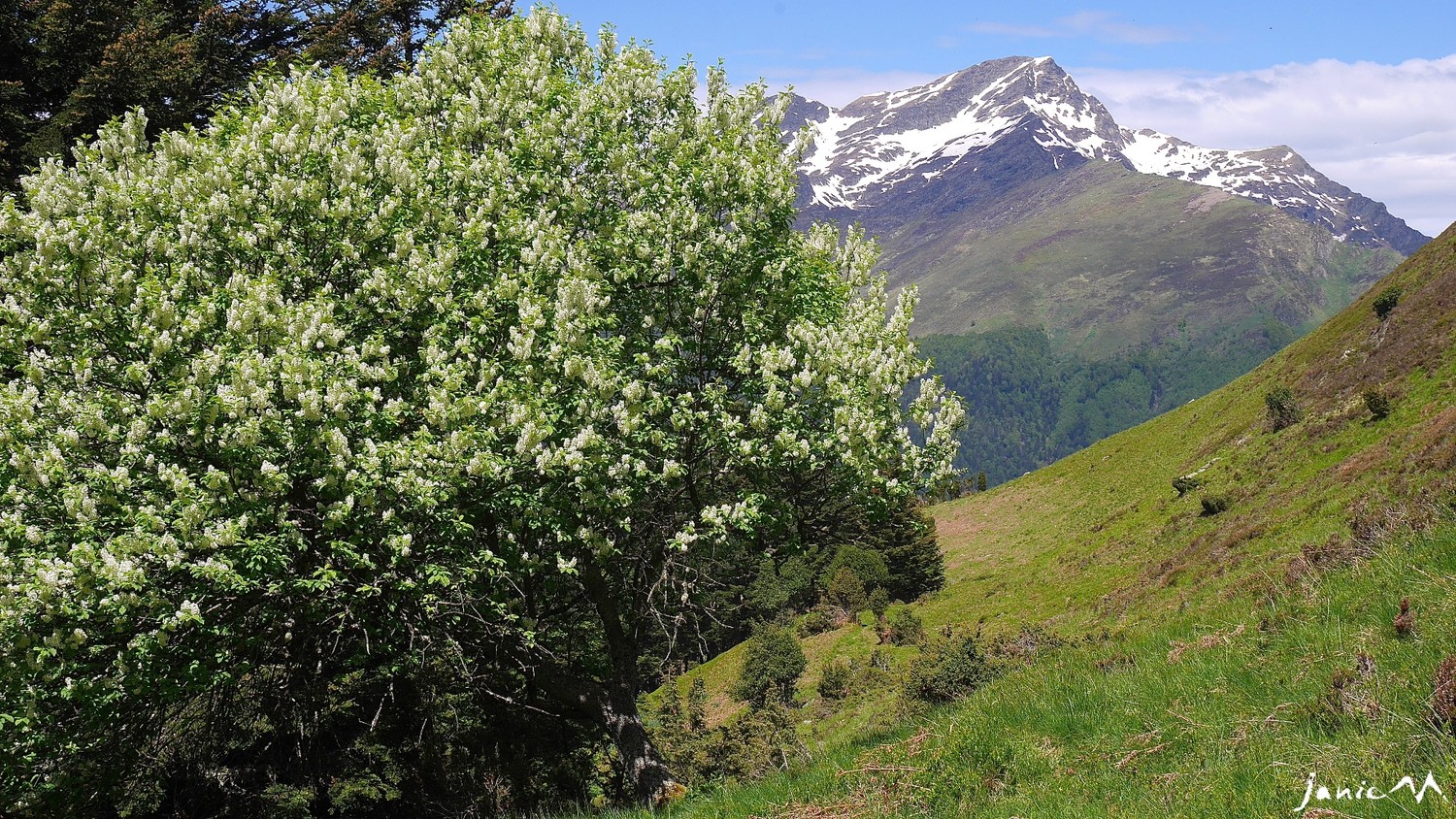 Un lilas pour Courtau de la Lit