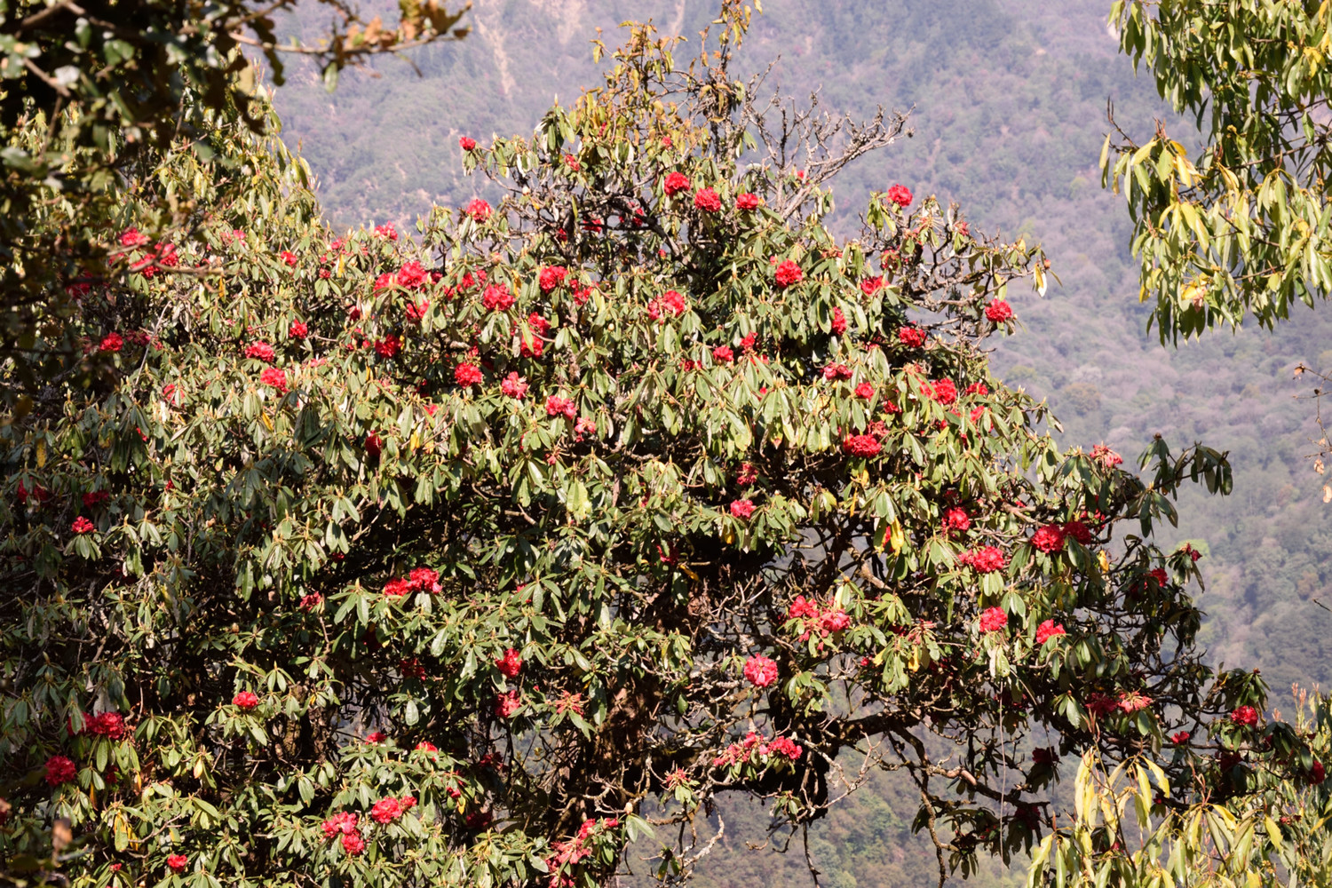 Arbre national de l'Himalaya népalais : les 1ers rhodos vers 2700m sous Ghodepani