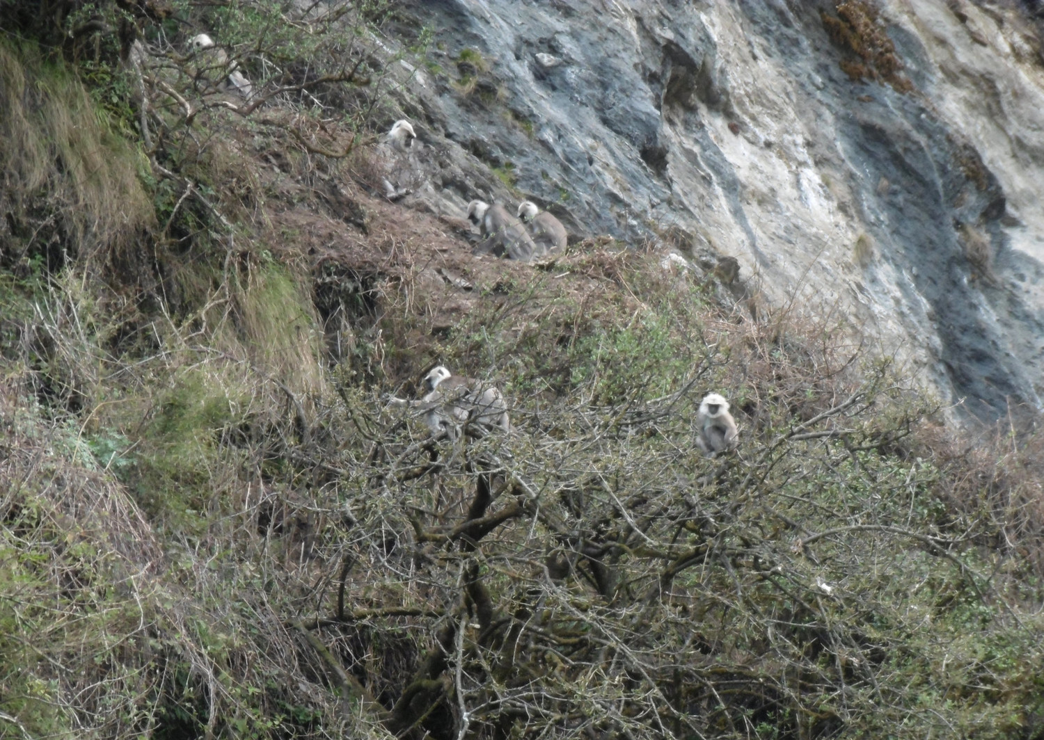 Singes