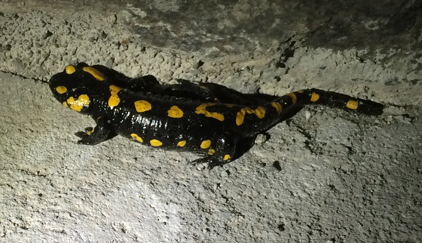 Salamandre chez Andrea