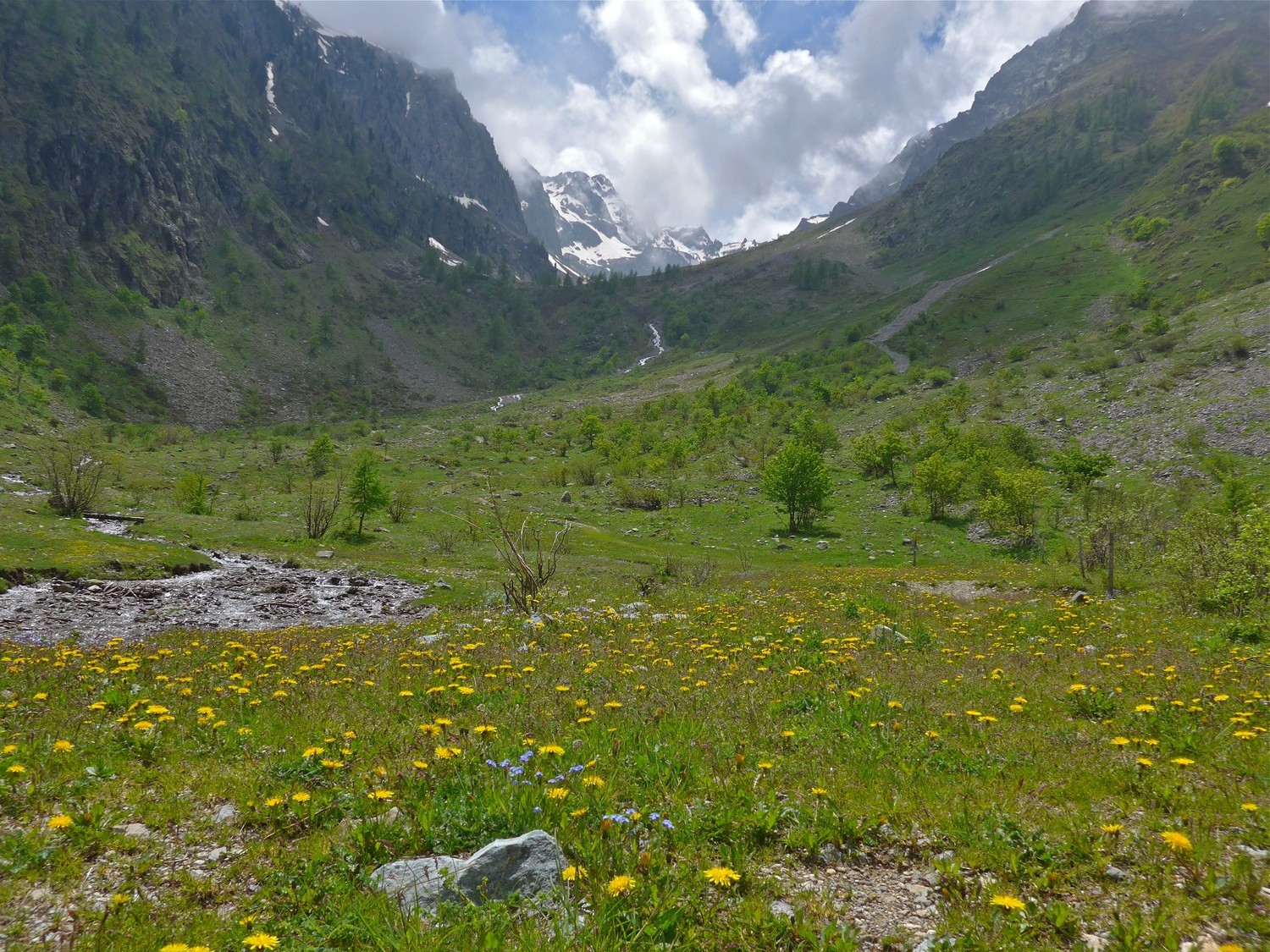 Paysage fleuri, l'été est là.