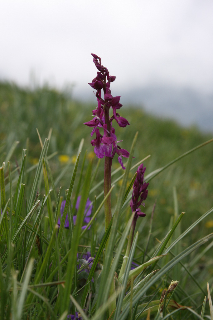 Orchidée.