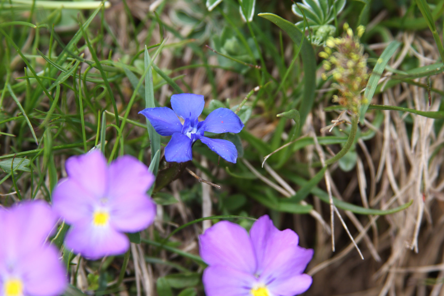 Gentiane et violette