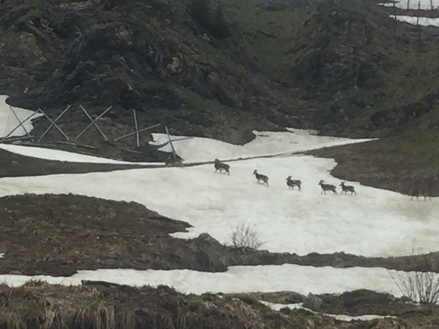 Mouflons